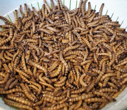 Gusanos y grillos, entre los ingredientes emergentes del año