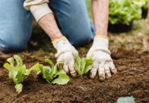 Una historia improbable crecimiento huerta decidata