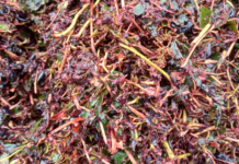 Colaboración Innovadora entre AZTI y Destilerías y Biorefinerías Zambrana para Aprovechar el Raspón de Uva