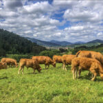 Emprendimiento AGRO Euskadi